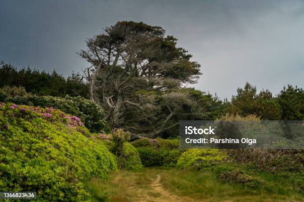 Old Tree On Tresco Island In The Isles Of Scilly England Stock Photo - Download Image Now