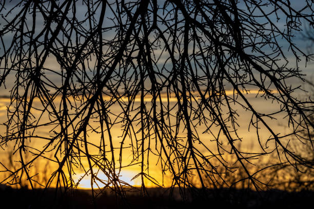 An incredibly beautiful winter sunset against the tree branches in Colorado