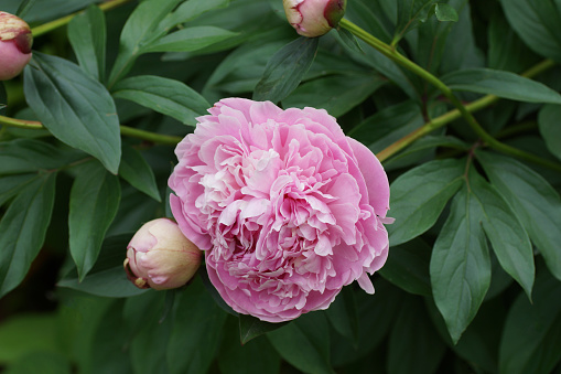 Pink double peony flower in the garden. One flower. Horizontal photo.
