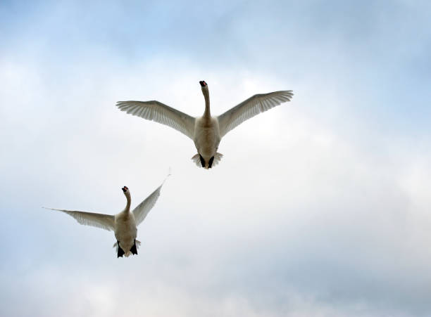 Bosham, Chichester Harbour, West Sussex. The beautiful harbour offers a wealth of birdlife and animal wildlife around its shores and coastline that is both photogenic and dramatic at various states of the tide.