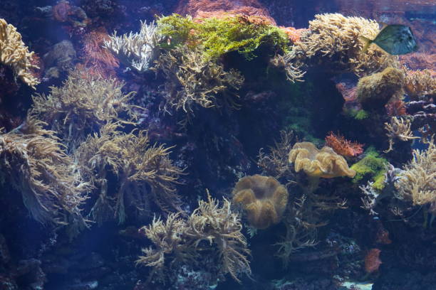 istock Underwater sea life. 1366824752