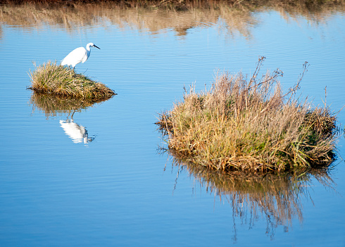 Bosham, Chichester Harbour, West Sussex. The beautiful harbour offers a wealth of birdlife and animal wildlife around its shores and coastline that is both photogenic and dramatic at various states of the tide.