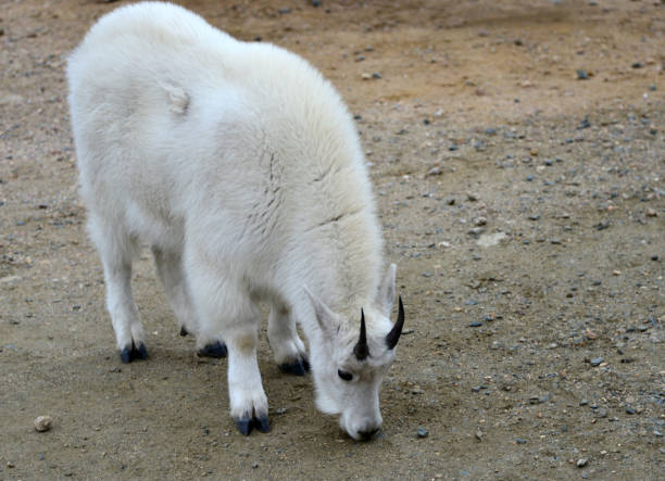 Mount Evans, Clear Creek County, Front Range of the Rocky Mountains, Colorado, USA: Rocky Mountain goat (Oreamnos americanus). They are protected from the elements by their woolly white double coats. The fine, dense wool of their undercoats is covered by an outer layer of longer, hollow hairs.