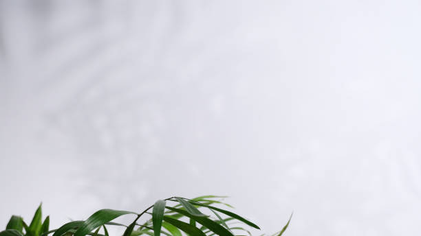 istock Background with palm leaves and shadows 1366825239