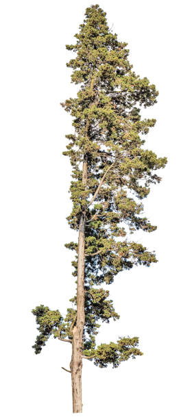 istock one high isolated evergreen pinetree 1366825995