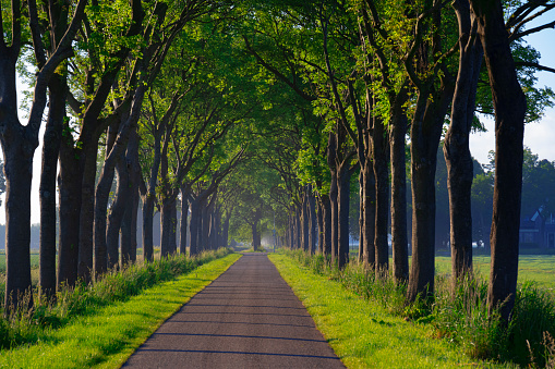 A narrow country road along a ditch with trees alongside. Location is polder Schermer near Schermerhorn, Netherlands