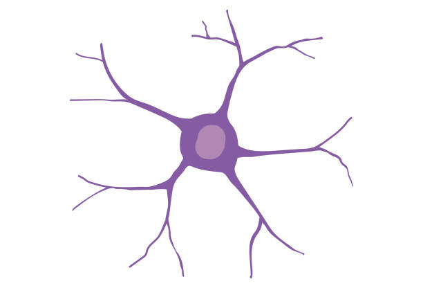 인간의 신경 세포. 인간의 뇌 세포의 생물학에 대한 그림. - nerve cell synapse communication human spine stock illustrations