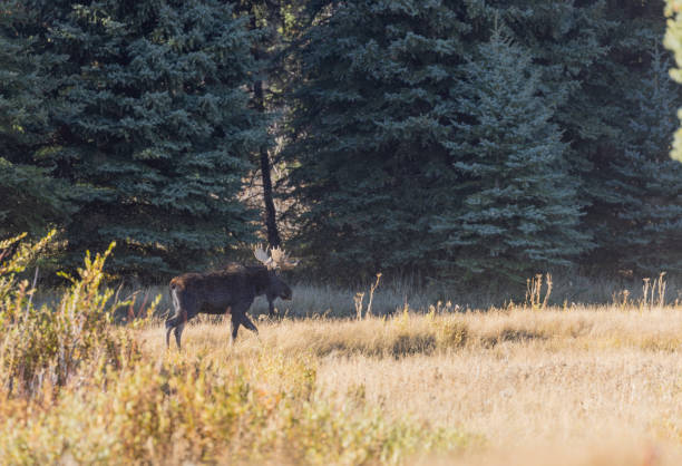 istock Bull Moose in Wyoming in Autumn 1366828577