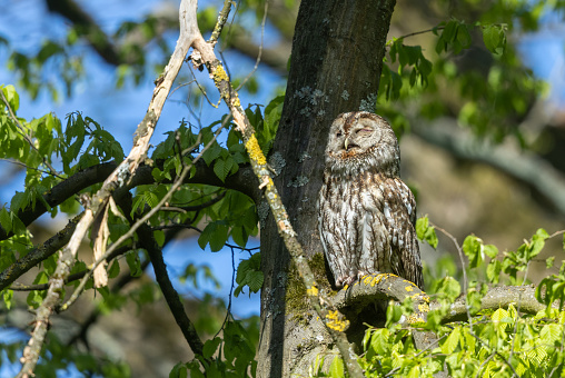 Yawning tawny owl (Strix aluco) sitting in a tree in the morning sunlight.