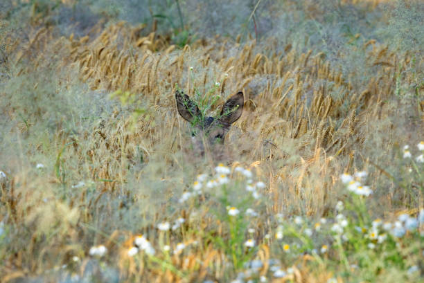 Doe in a grain field Female roe deer (Capreolus capreolus) hiding in a grain field. deer hide stock pictures, royalty-free photos & images