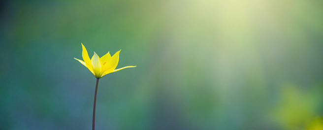 Closeup of a Yellow Daisy