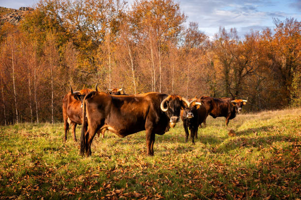 50+ Maronesa Stock Photos, Pictures & RoyaltyFree Images iStock