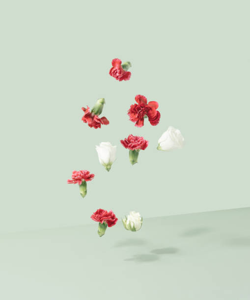 istock Blooming Dianthus and roses dropping on the light green background. 1366833022