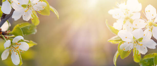 緑の背景と日光に花が咲く桜の背景。咲く木が咲く美しいバナー。イースター晴れの日。果樹園の抽象的なぼやけた背景。春。 - flower tree spring apple blossom ストックフォトと画像