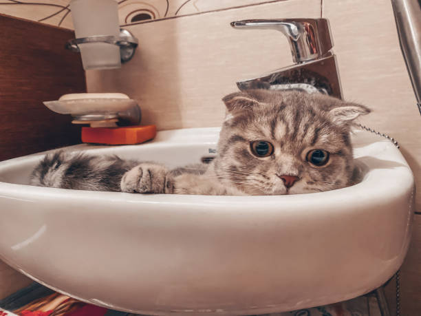 istock Cute scottish cat, beautiful domestic cat sleeping sweetly 1366833504