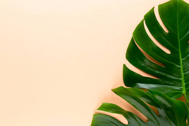 istock Tropical Jungle Leaf, Monstera, resting on flat surface, on peach background. 1366834848
