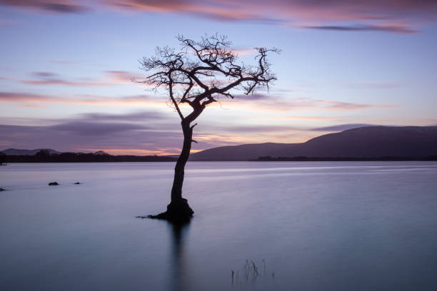 istock Lone Tree at Sunset, Loch Lomond 1366834907