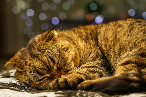 istock Beautiful sleeping bicolor striped scottish fold cat, blurred background with color lights 1366835702