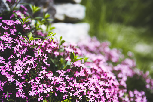 Extreme close-up selective focus on Saponaria Ocymoides pink almost purple small flowers in may, in spring season, on a stone wall in meadow in France.