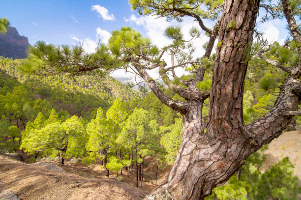 pine forest on slopes of caldera de taburiente national park. la palma, canary, spain - caldera imagens e fotografias de stock
