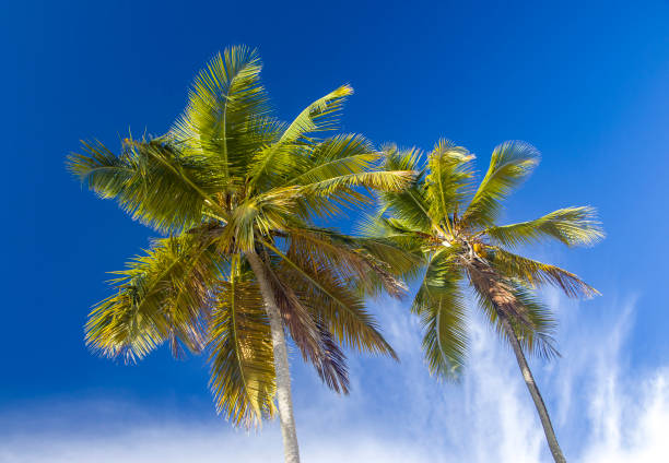 Dominican Republic - Las Galeras - The two coco palm tree crowns with bright sunny blue sky