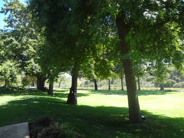 istock Garden full of trees 1366837073
