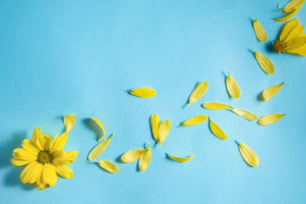 istock Yellow chrysanthemums flower on a blue background with copy space.Creative minimal art. Flat lay and copy space. view from above 1366837648