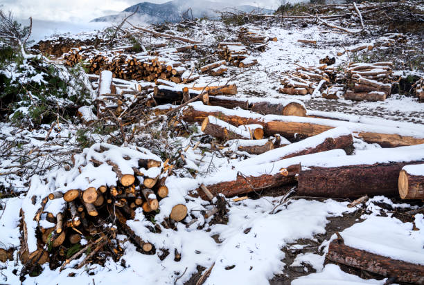 Free Stock Photo of A row of wood logs with snow on them | Download ...
