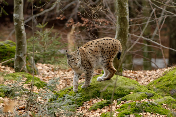 lince eurasiátic (lynx lynx) - lince - fotografias e filmes do acervo