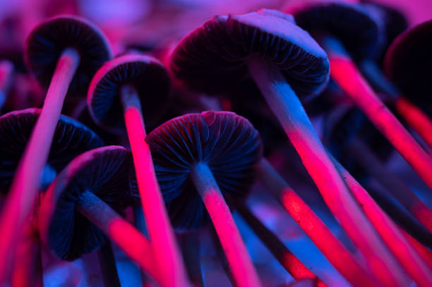 псилоцибин волшебные грибы галлюциногенные - magic mushroom psychedelic mushroom fungus стоковые фото и изображения
