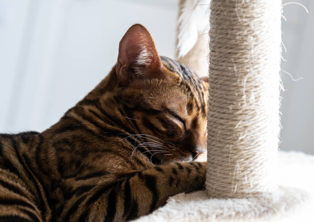 istock Cute bengal cat laying on the cat's window bed 1366839254