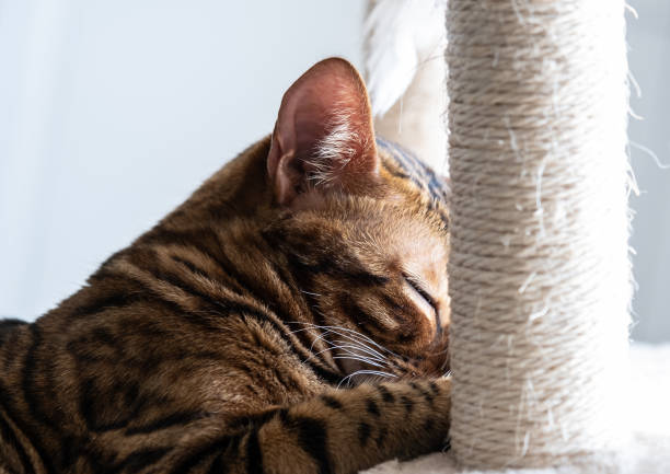 istock Cute bengal cat laying on the cat's window bed 1366839257