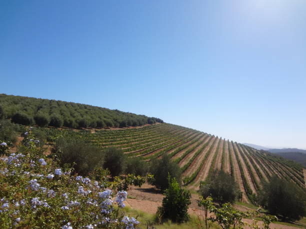 istock Grape plantation and purple flowers 1366842002