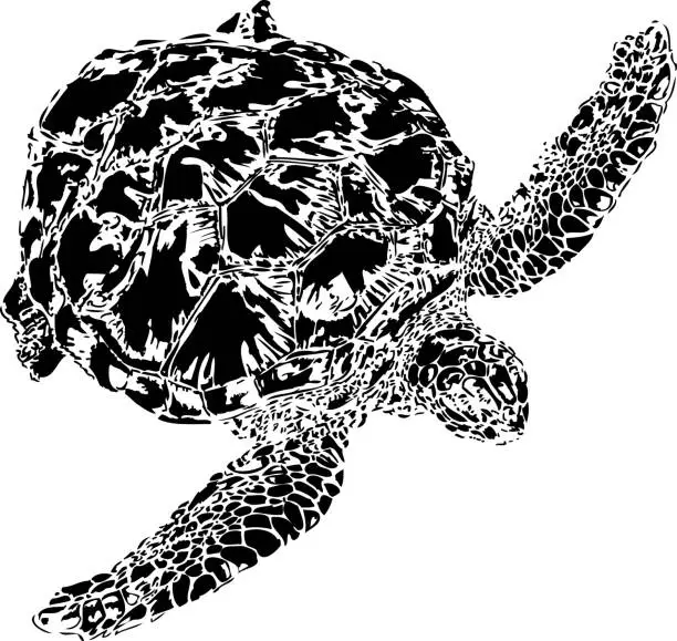 Vector illustration of Swimming turtle in Reunion Island. Hawksbill sea turtle.
