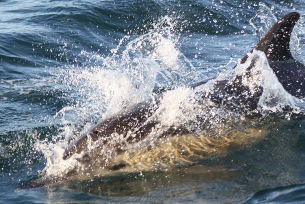 istock Dolphin swimming at high speed 1366842352