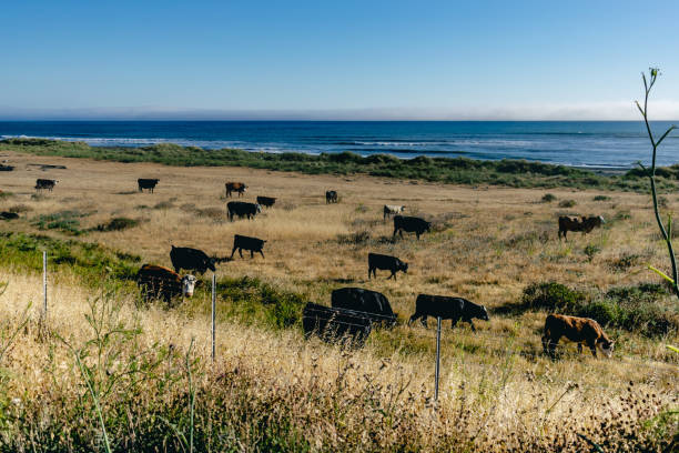 istock Lost Coast, North of California. 1366842423