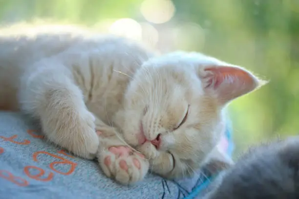 Photo of tired British Shorthair cat napping on pillow