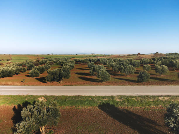 vista aerea dei campi di ulivi con una strada di campagna e fattorie - turkey mediterranean sea mediterranean countries vacations foto e immagini stock