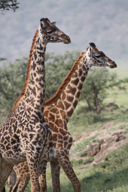 istock Two giraffes walking closely together 1366843903
