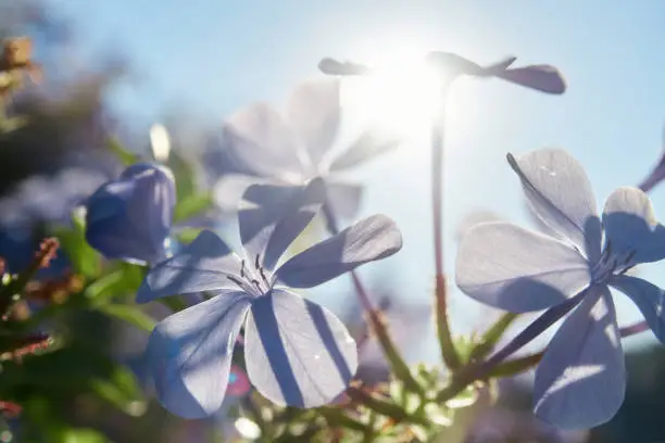 Close-up of beautiful blue Plumbago auriculata flowers (cape leadwort, blue plumbago or Cape plumbago) with soft bokeh against the sky and elephant backdrop. Copy space. Focus blur