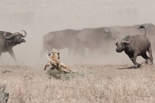 istock Buffalos fending off lion attack 1366844693