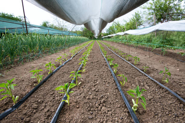 szklarnia z pieprzem i systemem nawadniania kroplowego - selektywne ogniskowanie - irrigation equipment crop agricultural sprinkler homegrown produce zdjęcia i obrazy z banku zdjęć