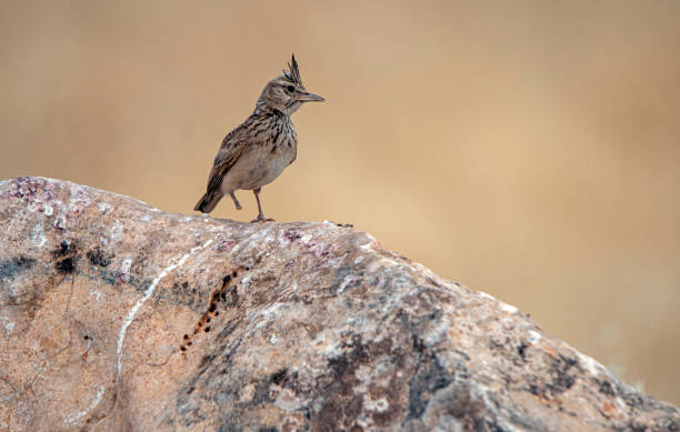 a injured foot crested lark bird decapitated crested lark bird galerida cristata stock pictures, royalty-free photos & images