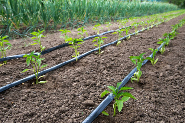 szklarnia z pieprzem i systemem nawadniania kroplowego - selektywne ogniskowanie - irrigation equipment crop agricultural sprinkler homegrown produce zdjęcia i obrazy z banku zdjęć