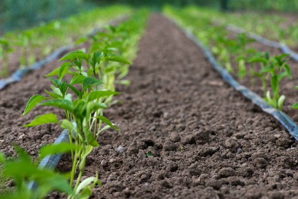 szklarnia z pieprzem i systemem nawadniania kroplowego - selektywne ogniskowanie - irrigation equipment crop agricultural sprinkler homegrown produce zdjęcia i obrazy z banku zdjęć