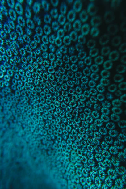 istock polyp colony pattern on a coral in the mexican caribbean sea 1366846530