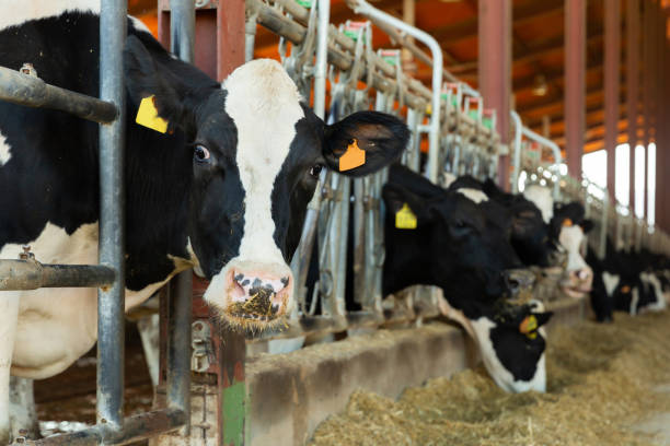 istock Cows eating hay in cowhouse 1366846786