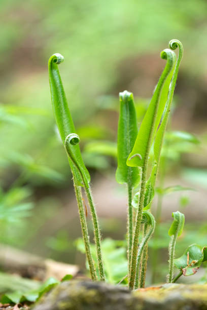 close-up of a young fern with spirally curved leaves - selective focus, space for text - fern spiral frond green imagens e fotografias de stock