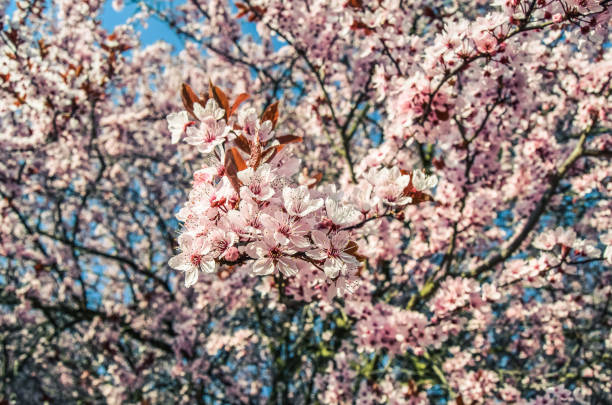 istock Detail of a blooming cherry tree 1366847002