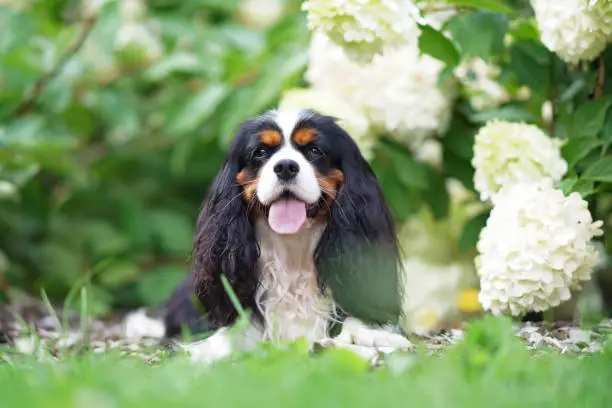 Happy tricolor Cavalier King Charles Spaniel dog posing outdoors lying down in a green grass next to a blooming Hydrangea bush with white flowers in summer